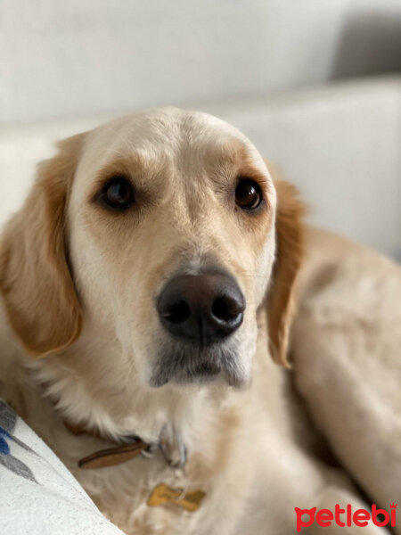 Golden Retriever, Köpek  Periko fotoğrafı