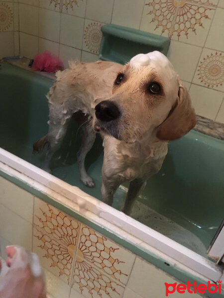 Golden Retriever, Köpek  Periko fotoğrafı