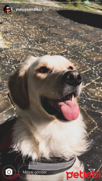 Golden Retriever, Köpek  Periko fotoğrafı