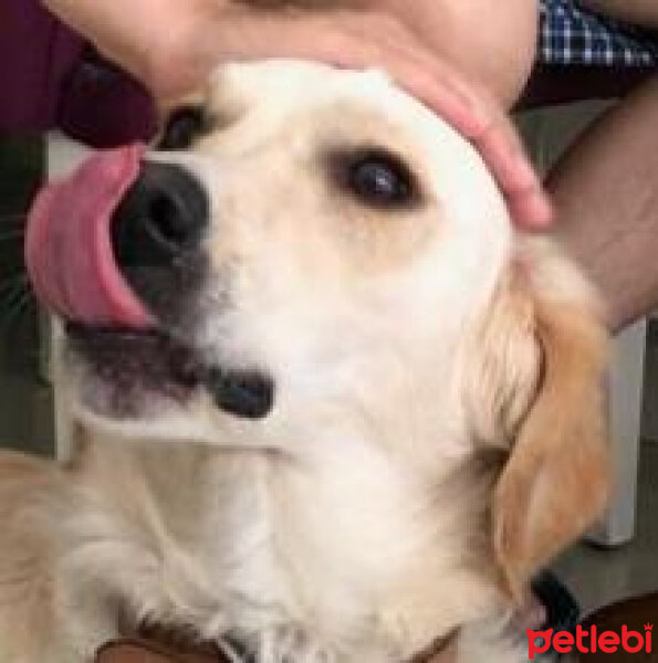 Golden Retriever, Köpek  Periko fotoğrafı