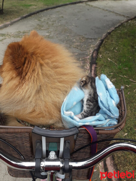 Golden Retriever, Köpek  Periko fotoğrafı