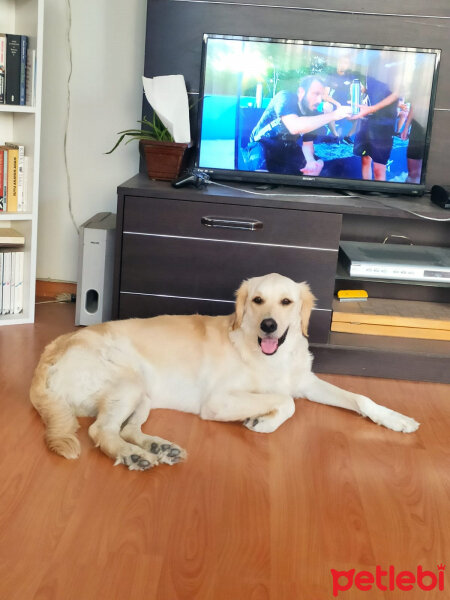 Golden Retriever, Köpek  Periko fotoğrafı