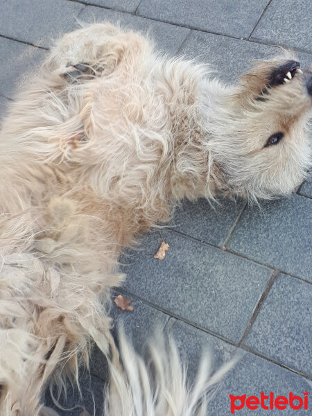 Golden Retriever, Köpek  Periko fotoğrafı