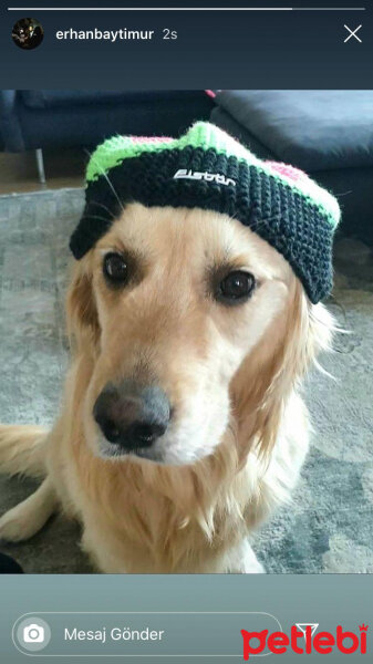 Golden Retriever, Köpek  Periko fotoğrafı