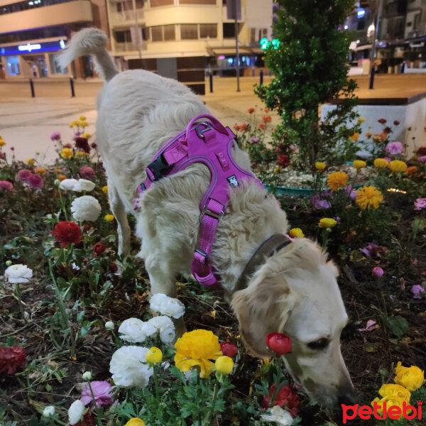 Golden Retriever, Köpek  Periko fotoğrafı