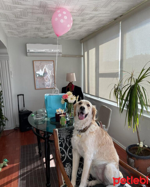 Golden Retriever, Köpek  Periko fotoğrafı