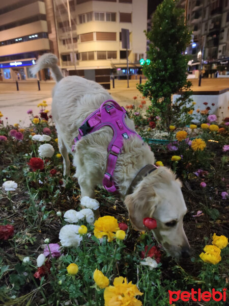 Golden Retriever, Köpek  Periko fotoğrafı