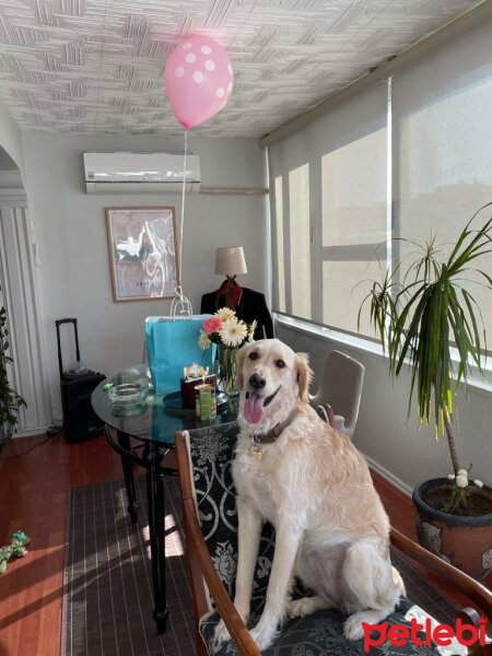 Golden Retriever, Köpek  Periko fotoğrafı