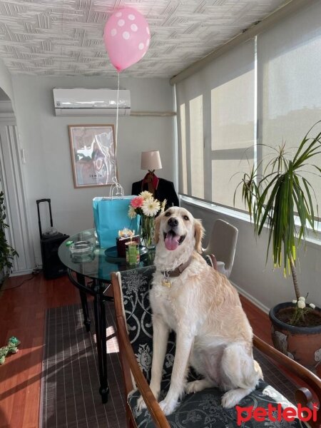 Golden Retriever, Köpek  Periko fotoğrafı