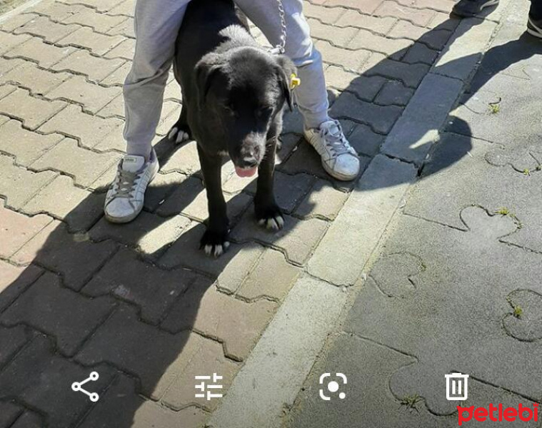 Sokö (Sokak Köpeği), Köpek  Gölge fotoğrafı