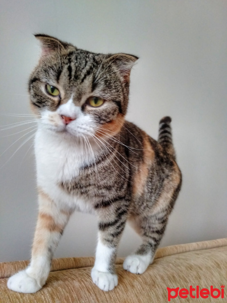 Scottish Fold, Kedi  Linda fotoğrafı