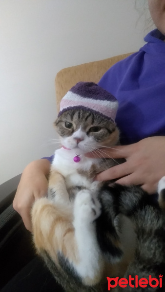 Scottish Fold, Kedi  Linda fotoğrafı