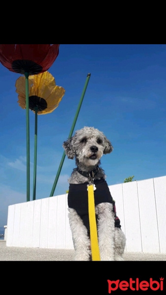 Poodle(Standart Kaniş), Köpek  Ceku fotoğrafı