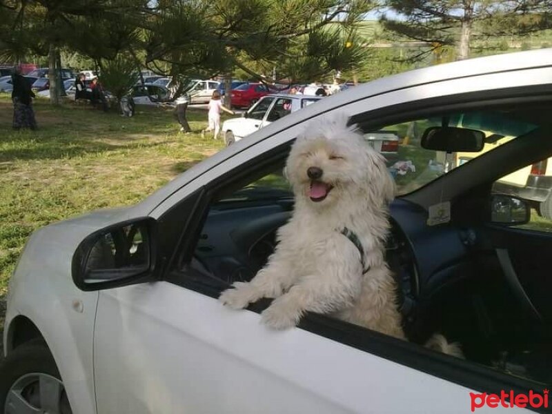 Lakeland Terrier, Köpek  Çilli  fotoğrafı