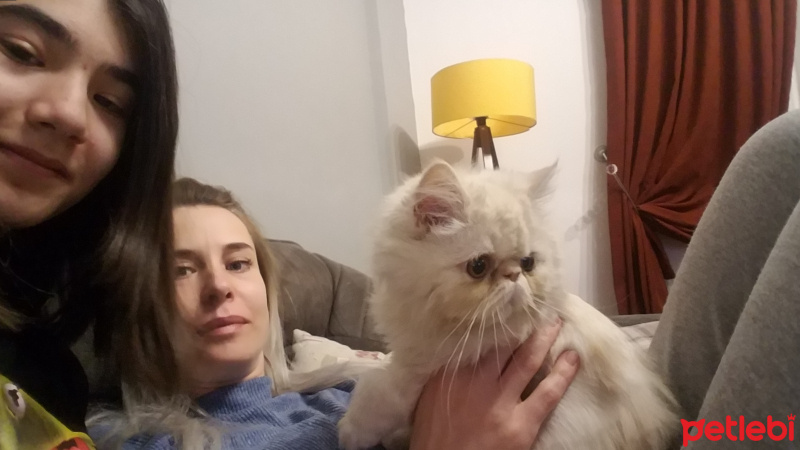 İran Kedisi (Persian), Kedi  Kırpık fotoğrafı