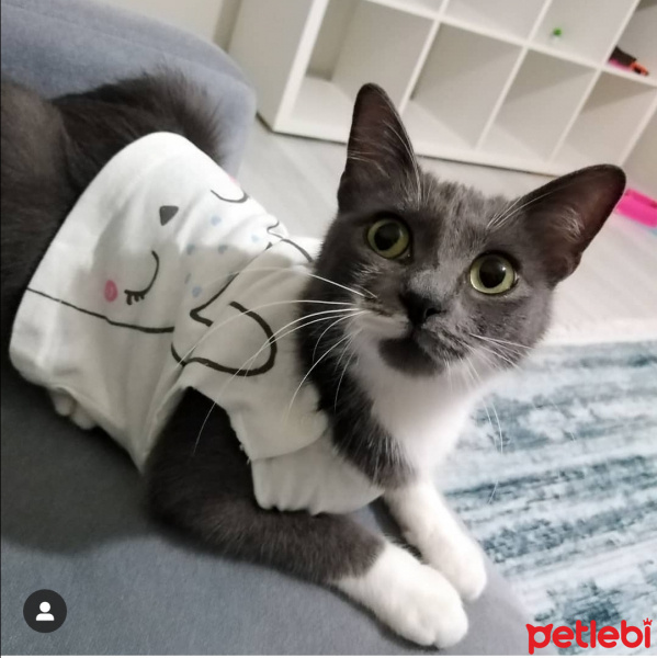 Mavi Rus, Kedi  Parıl fotoğrafı