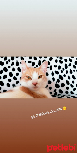 Tekir Kedi, Kedi  Prenses fotoğrafı
