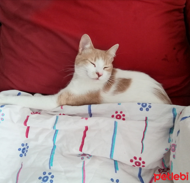 Tekir Kedi, Kedi  Prenses fotoğrafı