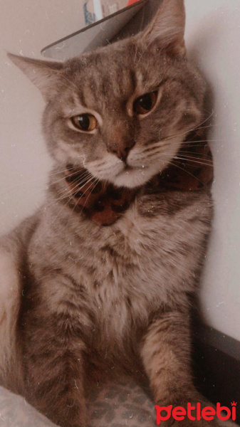 Tekir Kedi, Kedi  Prenses fotoğrafı