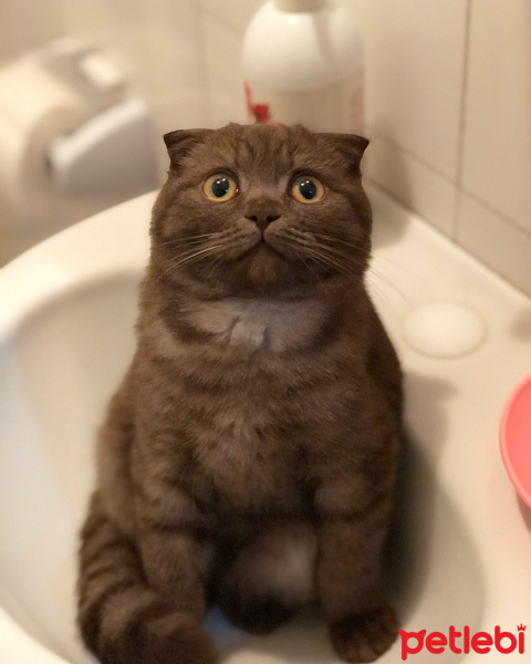 Scottish Fold, Kedi  Rıfkı fotoğrafı