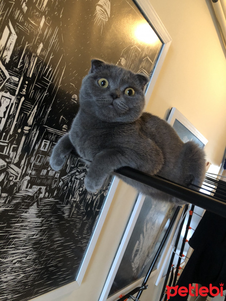 Scottish Fold, Kedi  Rıfkı fotoğrafı