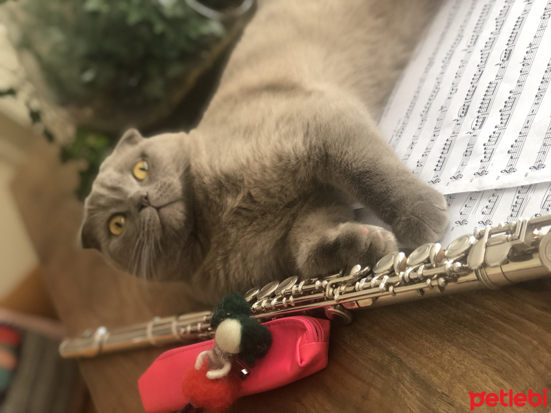 Scottish Fold, Kedi  Rıfkı fotoğrafı