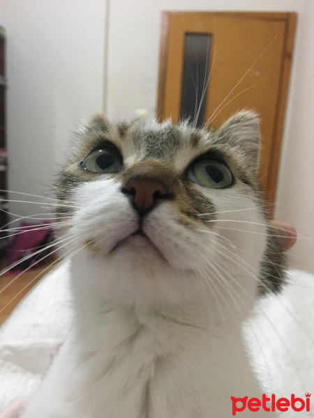 Tekir Kedi, Kedi  Balım fotoğrafı