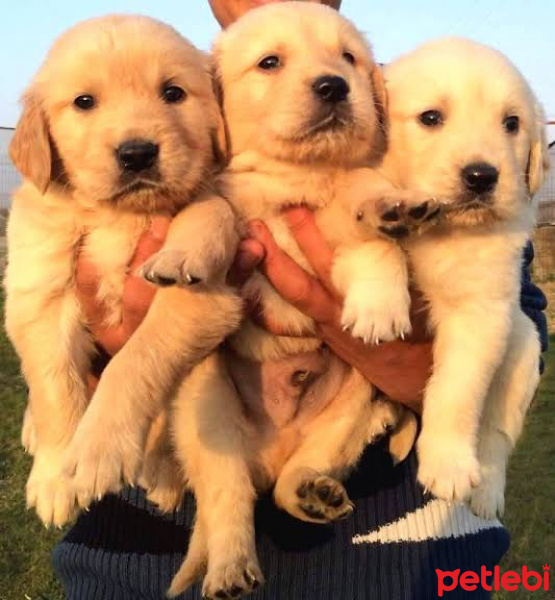 Golden Retriever, Köpek  Golden Sahiplendirme ÜCRETSİZ fotoğrafı