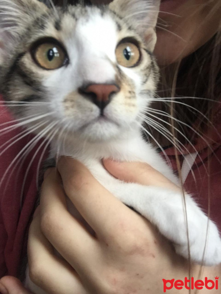 Tekir Kedi, Kedi  hamsi fotoğrafı