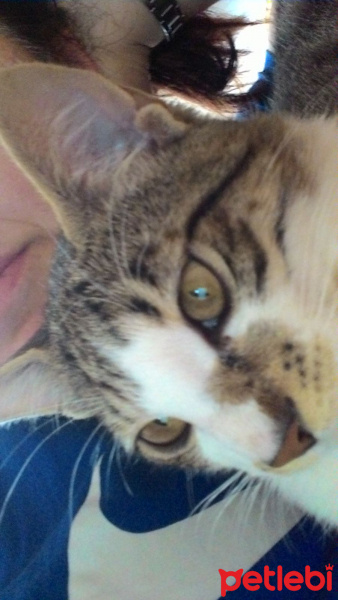 Tekir Kedi, Kedi  hamsi fotoğrafı