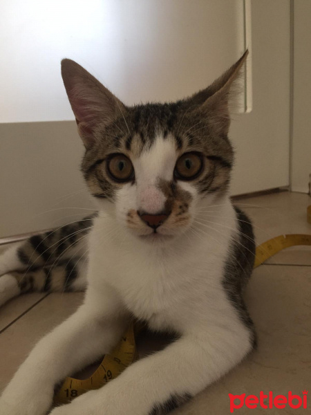 Tekir Kedi, Kedi  hamsi fotoğrafı