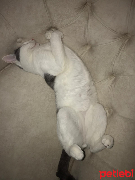 Tekir Kedi, Kedi  Narin fotoğrafı