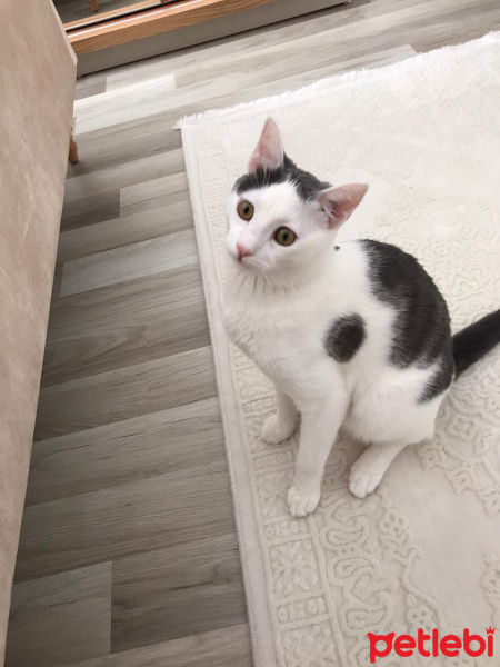 Tekir Kedi, Kedi  Narin fotoğrafı