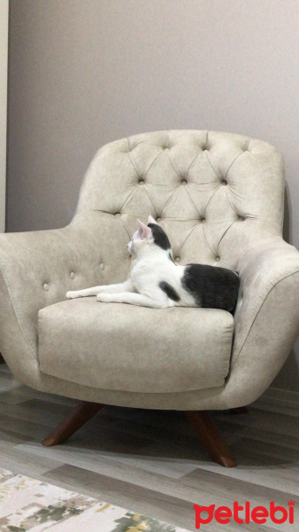 Tekir Kedi, Kedi  Narin fotoğrafı