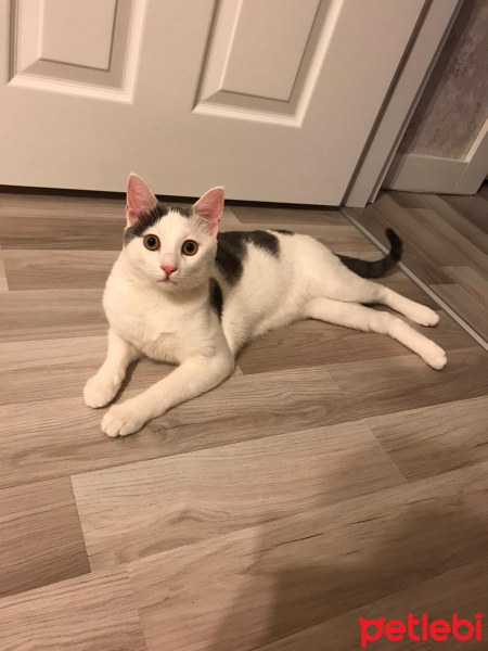 Tekir Kedi, Kedi  Narin fotoğrafı