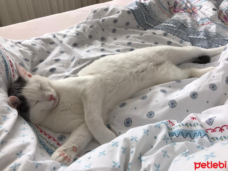 Tekir Kedi, Kedi  Narin fotoğrafı