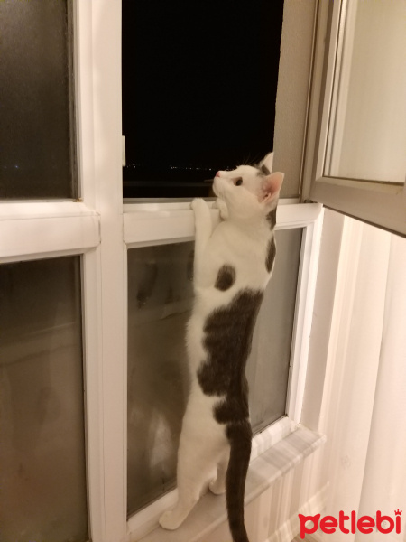 Tekir Kedi, Kedi  Narin fotoğrafı