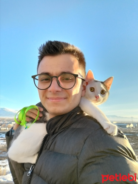 Tekir Kedi, Kedi  Narin fotoğrafı