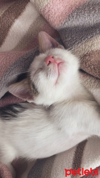 Tekir Kedi, Kedi  Spica fotoğrafı