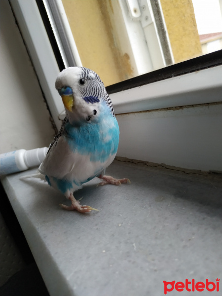 Muhabbet Kuşu, Kuş  Bebe fotoğrafı