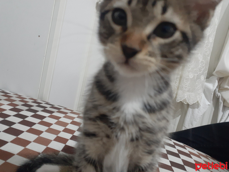 Tekir Kedi, Kedi  Chivas fotoğrafı