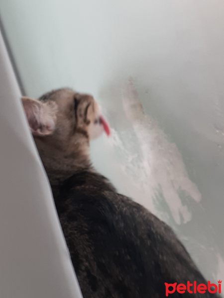 Tekir Kedi, Kedi  Chivas fotoğrafı