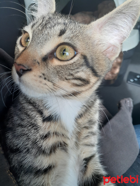 Tekir Kedi, Kedi  Chivas fotoğrafı