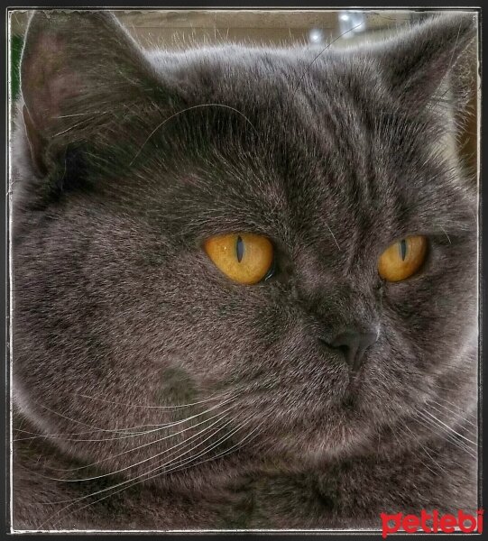 British Shorthair, Kedi  alice fotoğrafı