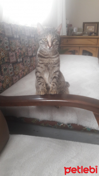 Tekir Kedi, Kedi  Pati fotoğrafı