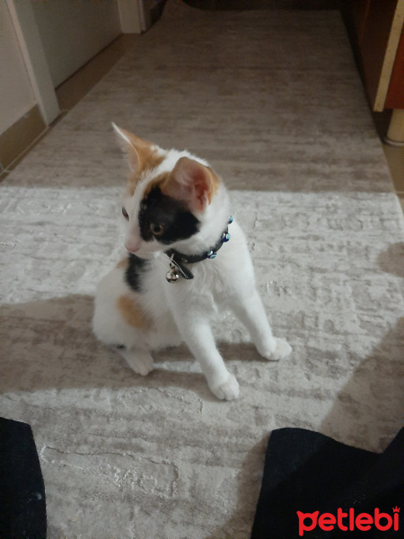 Tekir Kedi, Kedi  Minnoş fotoğrafı