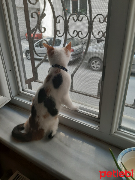 Tekir Kedi, Kedi  Minnoş fotoğrafı