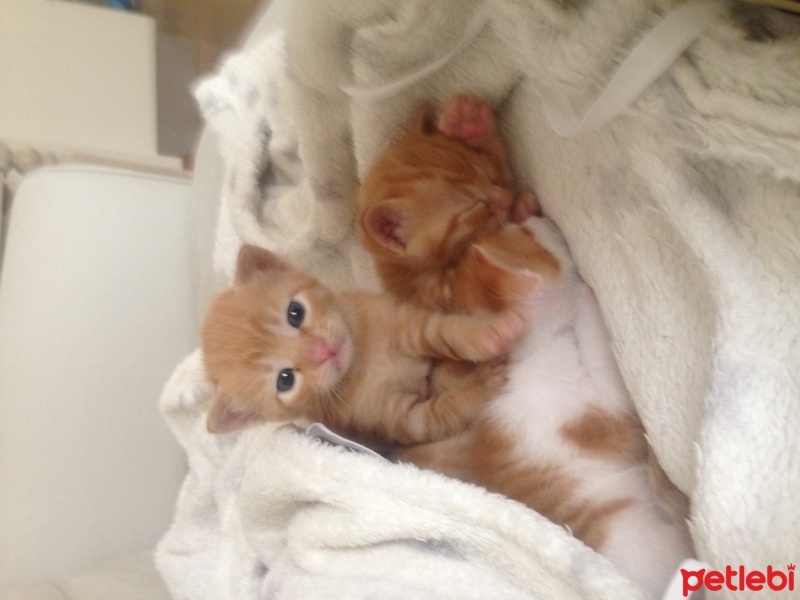 Abyssinian, Kedi  Lily fotoğrafı