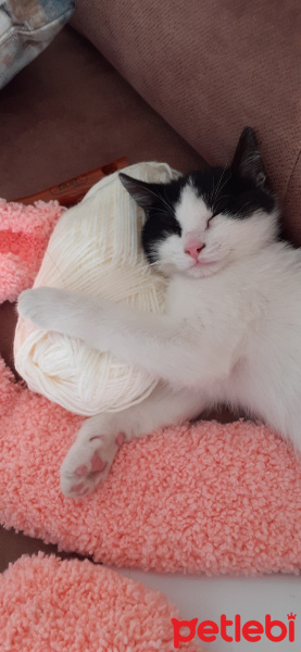 Tekir Kedi, Kedi  Mırmır fotoğrafı