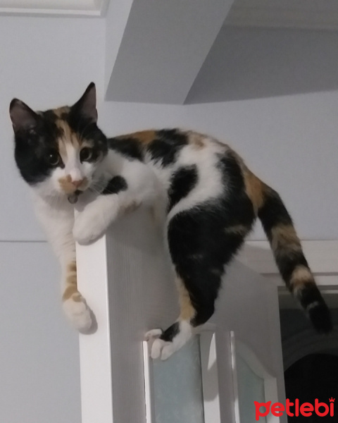 Tekir Kedi, Kedi  BADEM fotoğrafı